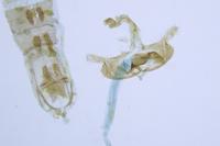 Coleophora deauratella