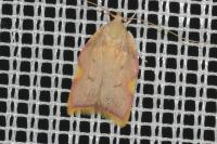 Carcina quercana