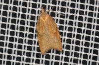 Acleris rhombana