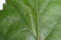 Phyllonorycter ulmifoliella