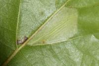 Phyllonorycter ulmifoliella
