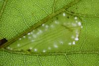 Phyllonorycter ulmifoliella