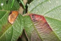 Ectoedemia erythrogenella
