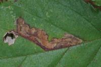 Ectoedemia erythrogenella
