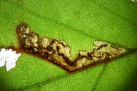 Ectoedemia erythrogenella