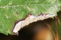 Coptotriche marginea