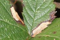 Coptotriche marginea