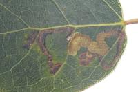 Stigmella assimilella