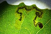 Stigmella assimilella