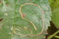 Lyonetia clerkella