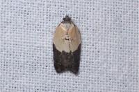 Acleris variegana