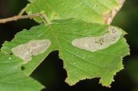 Phyllonorycter coryli