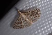 Alucita cancellata