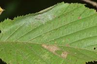 Parornix devoniella