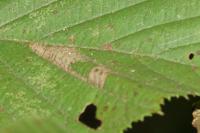 Parornix devoniella