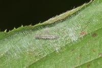 Parornix devoniella