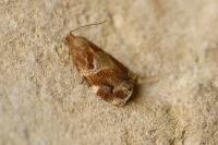 Archips xylosteana