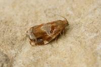 Archips xylosteana