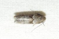 Blastobasis
