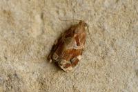 Archips xylosteana