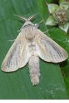 Phragmataecia castaneae