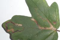 Stigmella aceris