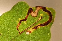Stigmella aceris