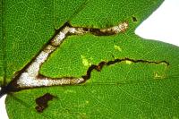 Stigmella aceris