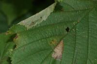 Parornix devoniella