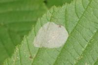 Phyllonorycter coryli