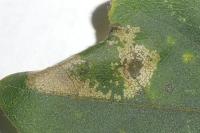 Phyllonorycter acerifoliella