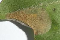 Phyllonorycter acerifoliella