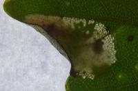 Phyllonorycter acerifoliella