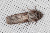 Blastobasis glandulella
