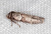 Blastobasis glandulella