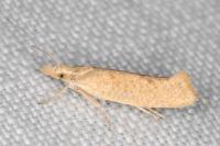 Ypsolopha alpella