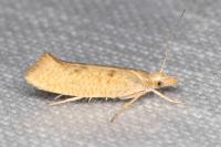 Ypsolopha alpella
