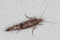 Ypsolopha horridella