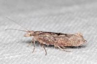 Ypsolopha horridella