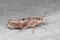 Ypsolopha horridella