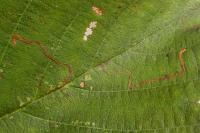 Bucculatrix cidarella