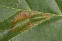 Phyllonorycter rajella