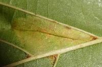 Phyllonorycter rajella