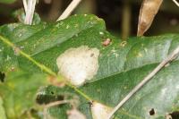 Tischeria ekebladella