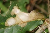 Tischeria ekebladella