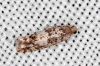 Epinotia cedricida