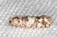 Epinotia cedricida