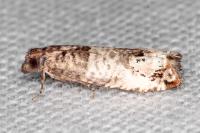 Notocelia incarnatana/mediterranea