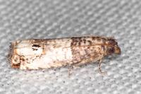 Notocelia incarnatana/mediterranea