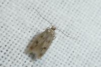 Borkhausenia nefrax